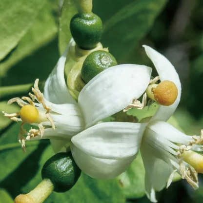 Fermented citrus aurantium